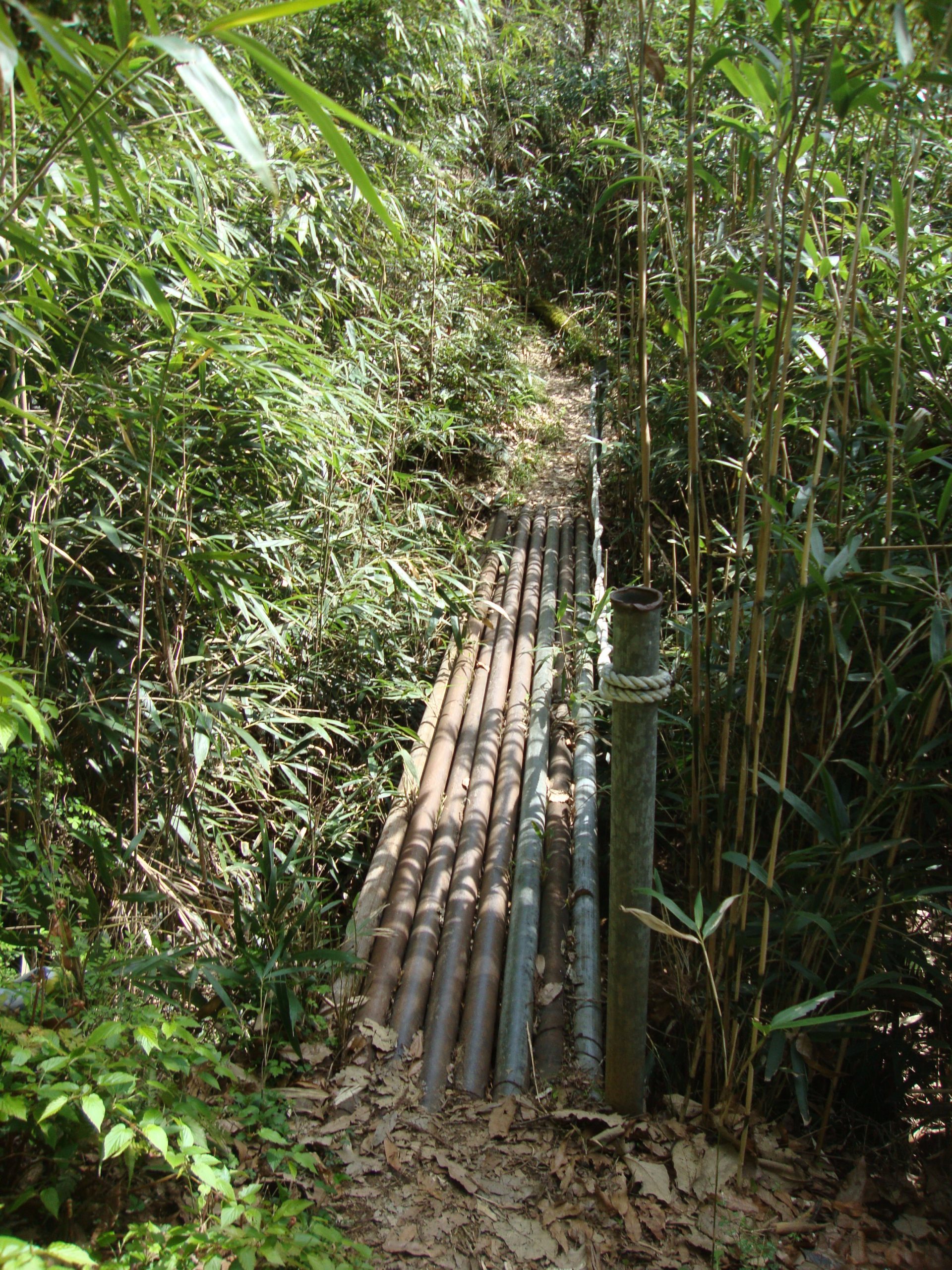 Bamboo forest detail