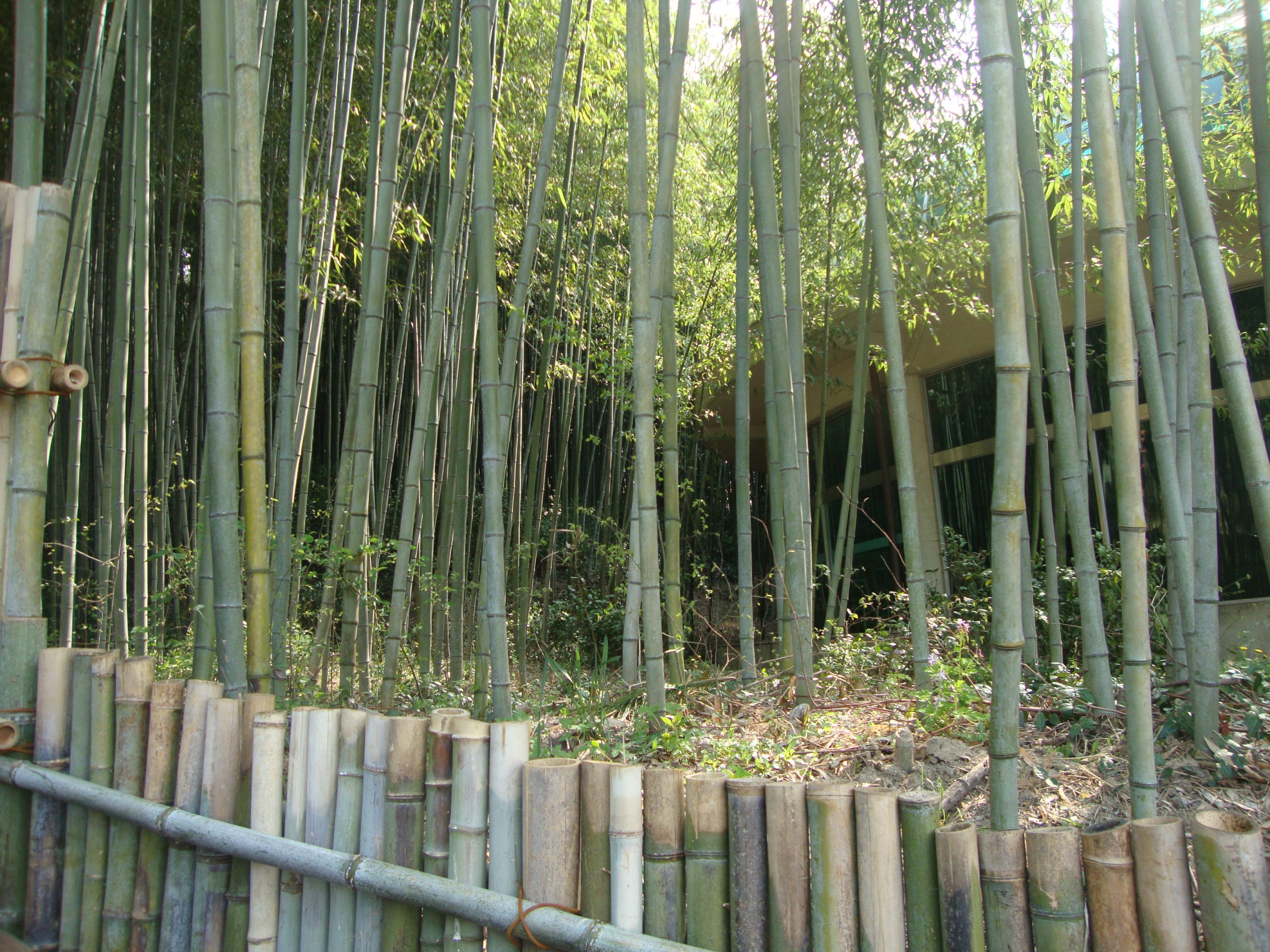 Traditional architecture in bamboo forest